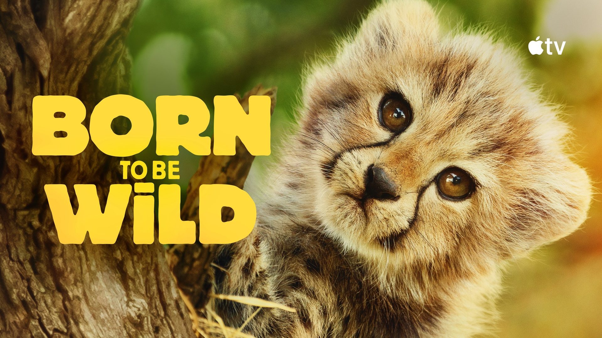 Born to Be Wild key art: a cheetah cub looking round a tree trunk in golden light